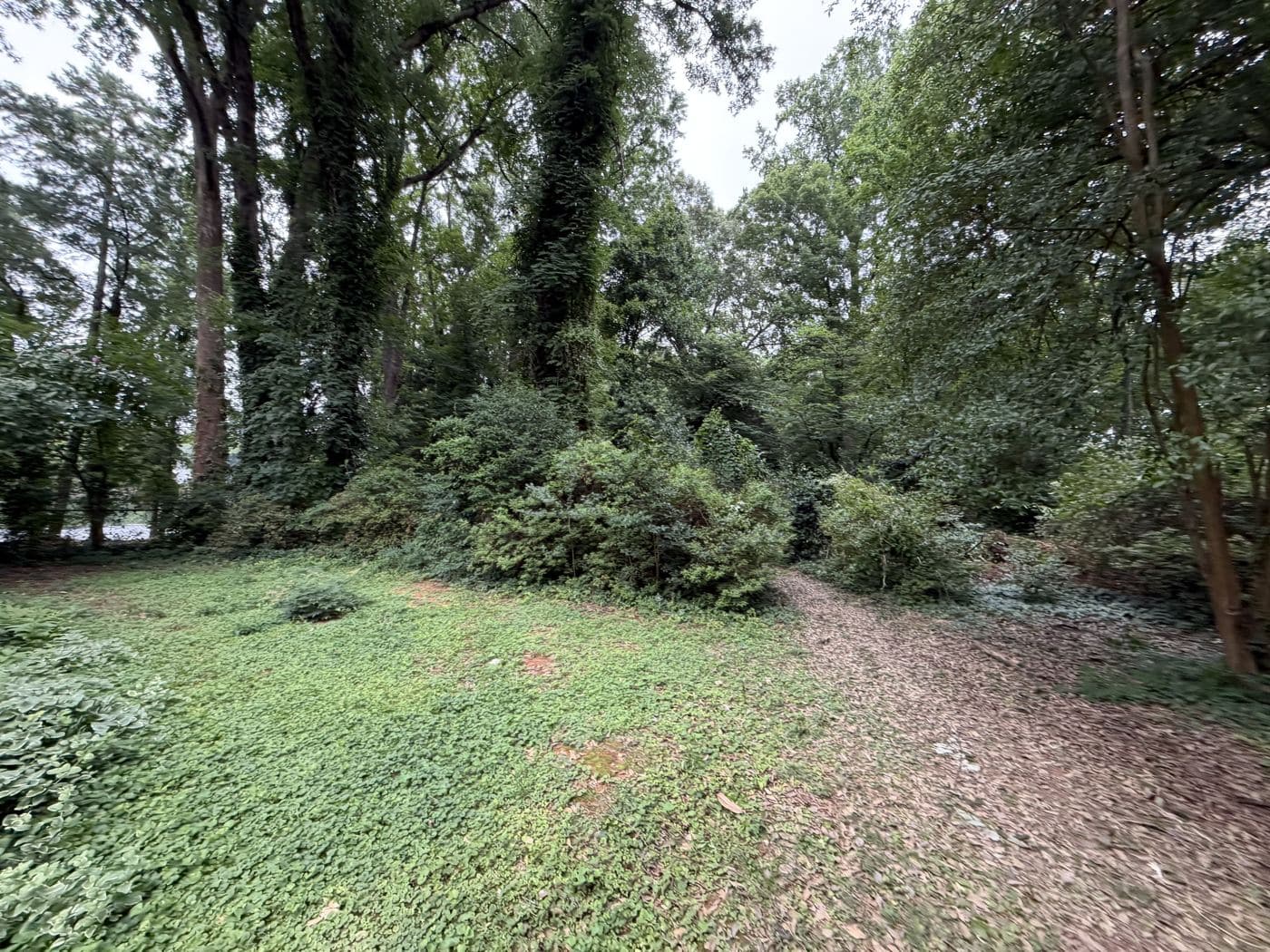 Dense brush and undergrowth at the Mint Hill property before clearing