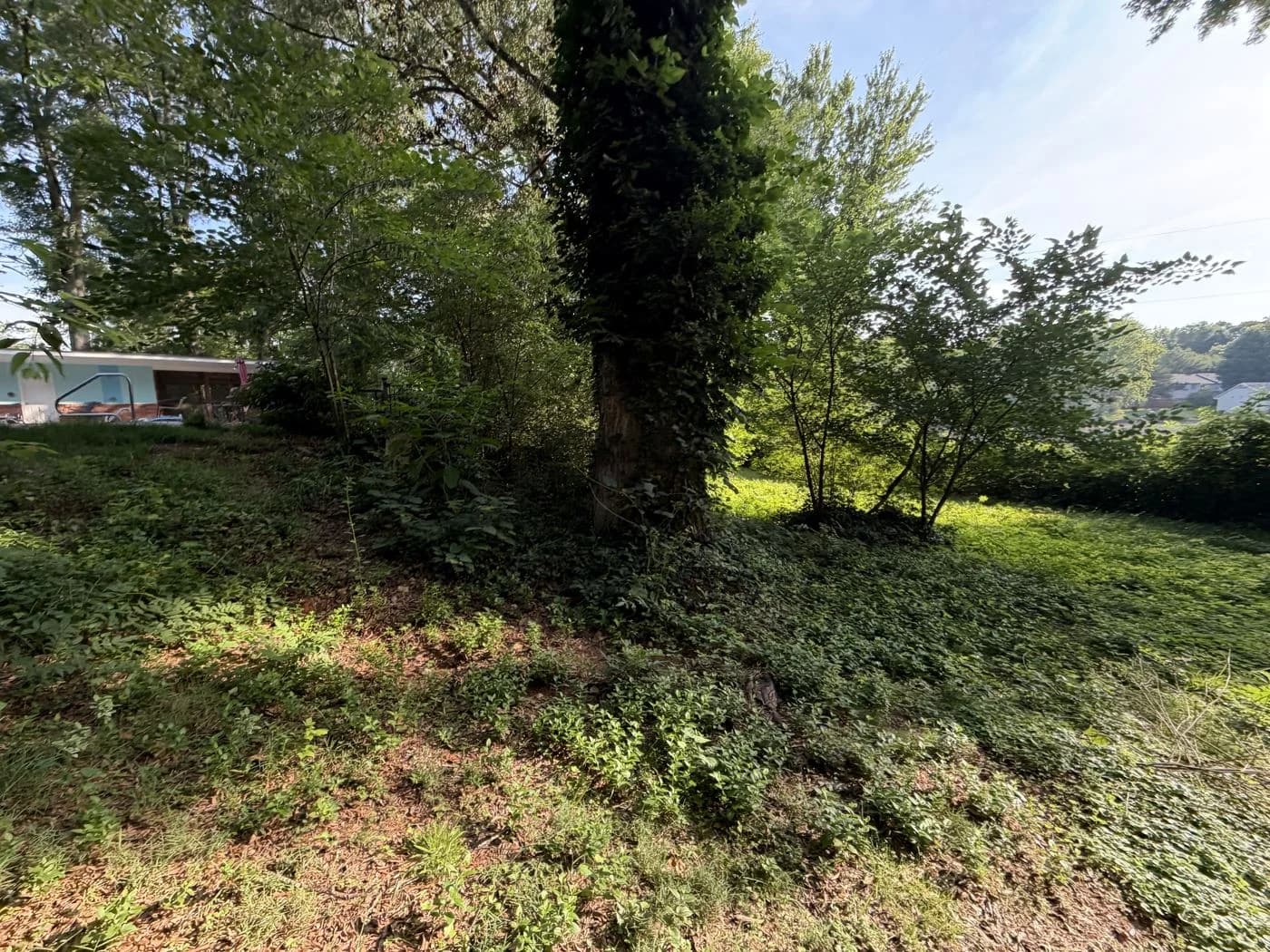 Dense groundcover and brush around mature trees before clearing